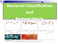 1.2-Classification of bacteria.pdf